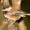 Chestnut-backed Chickadee